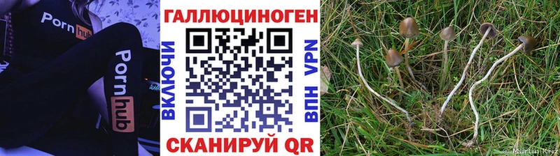 Псилоцибиновые грибы Psilocybe  Весьегонск 